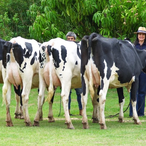Metade dos embriões bovinos in vitro do mundo é produzida no Brasil